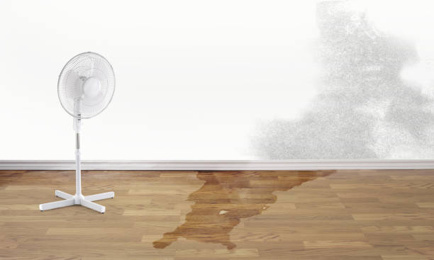 Best Carpet water damage restoration  in Conroe, TX